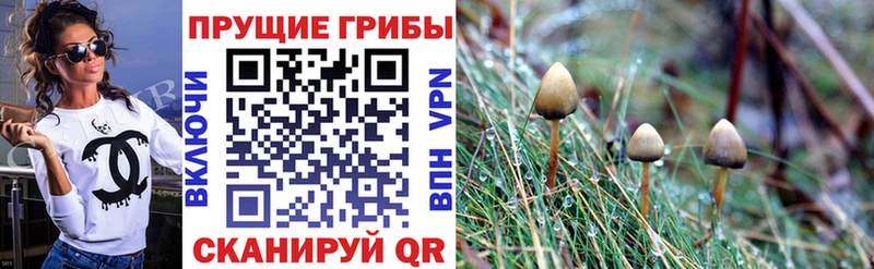 Псилоцибиновые грибы Psilocybine cubensis  Красный Холм 